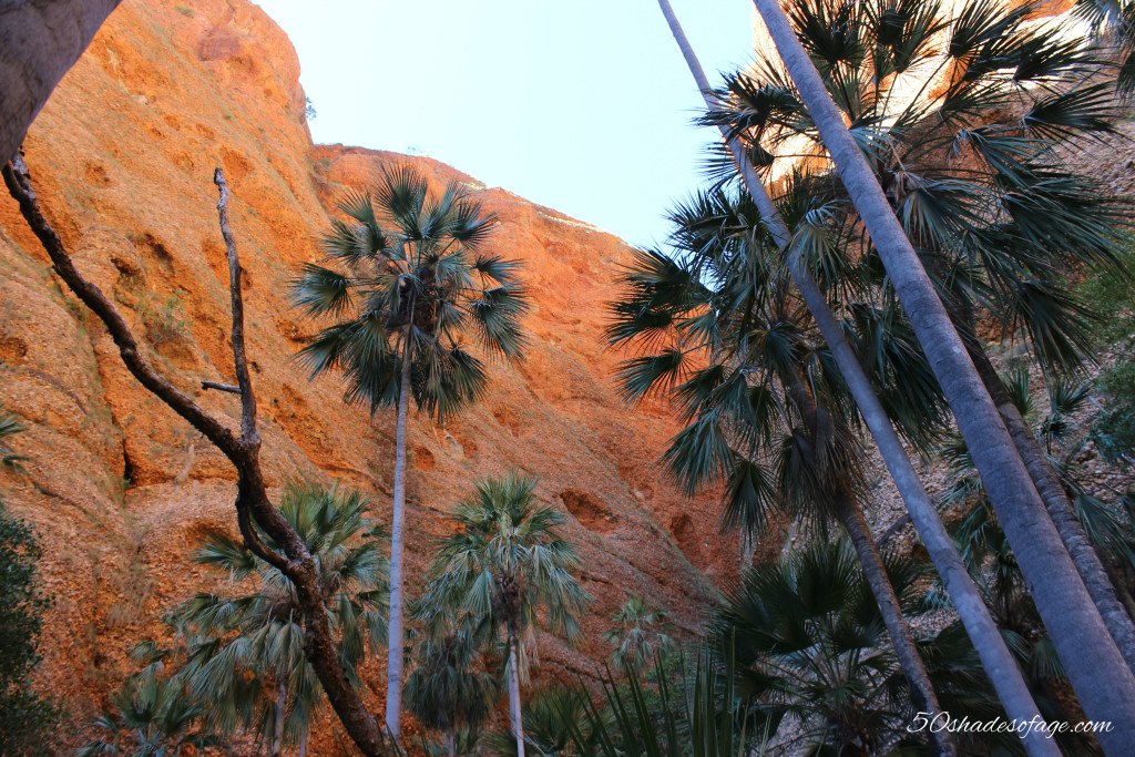 Livistona Palms lining Echidna Chasm