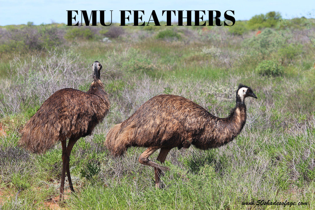 Emus in Cape Range National Park, Exmouth WA
