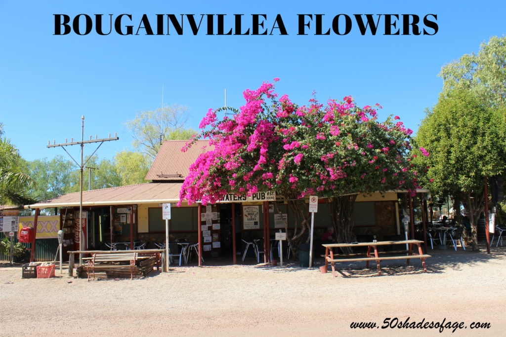 Bougainvillea Flowers at Daly Waters Pub NT