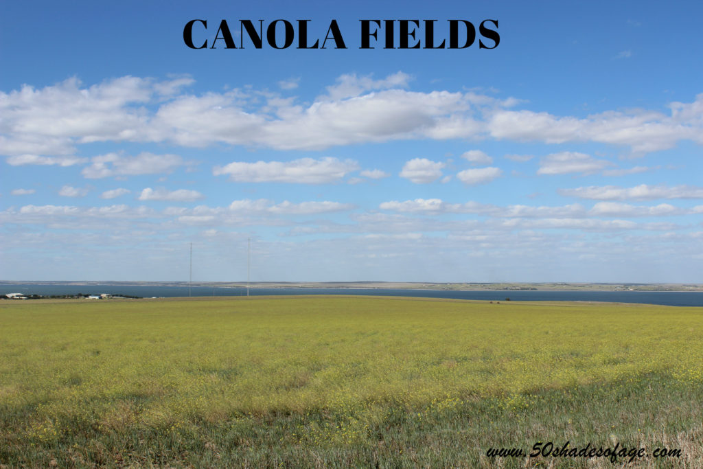 Canola Fields on the Eyre Peninsula SA