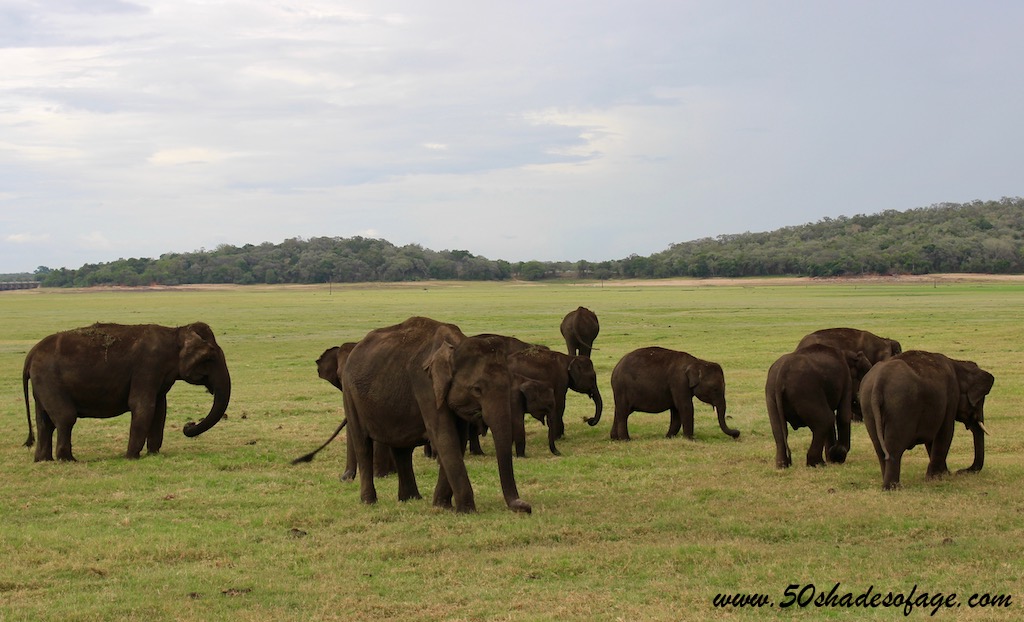 7 Days in Sri Lanka