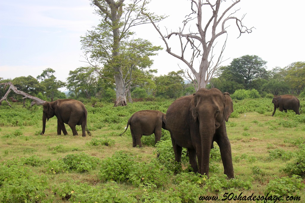 7 Days in Sri Lanka